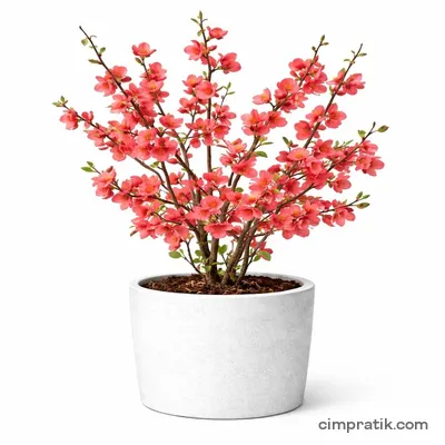 Bahar Dalı (Chaenomeles japonica) - 3