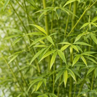 Bambu - Bambusa Aurea