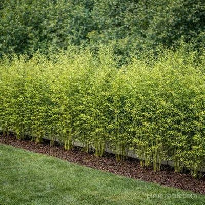 Bambu - Bambusa Aurea - 2