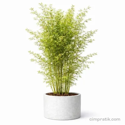 Bambu - Bambusa Aurea - 3