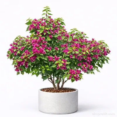 Begonvil - Bougainvillea Glabra