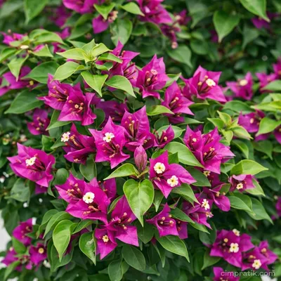 Begonvil - Bougainvillea Glabra - 2