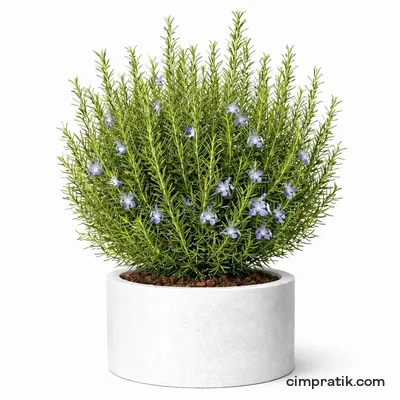 Biberiye - Rosmarinus Officinalis