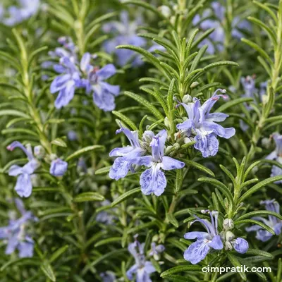 Biberiye - Rosmarinus Officinalis - 2