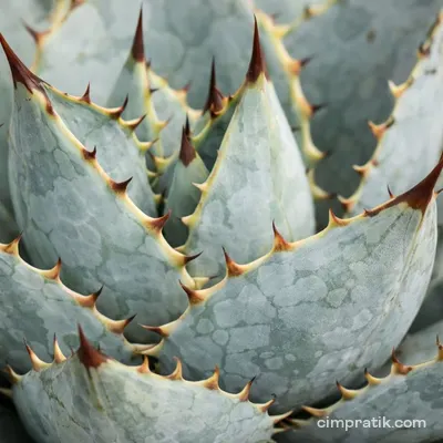 Blue Ice Agave (Agave titanota 'Blue Ice')