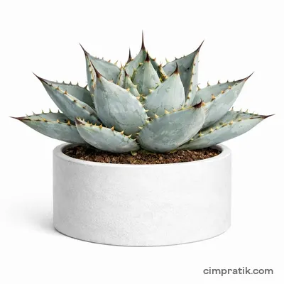 Blue Ice Agave (Agave titanota 'Blue Ice') - 3