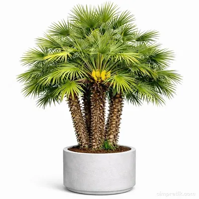 Bodur Palmiye - Chamaerops Humilis 'Extra'