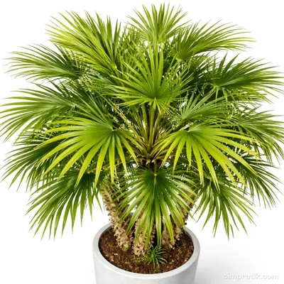 Dwarf Fan Palm - Chamaerops Humilis 'Extra' - 2