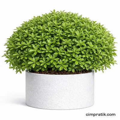 Bodur Yıldız Çalısı - Pittosporum Tobira 'Nana'