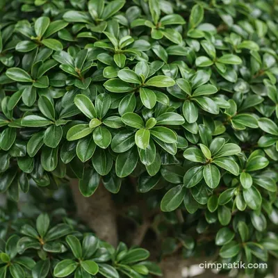 Bonsai Ficus
