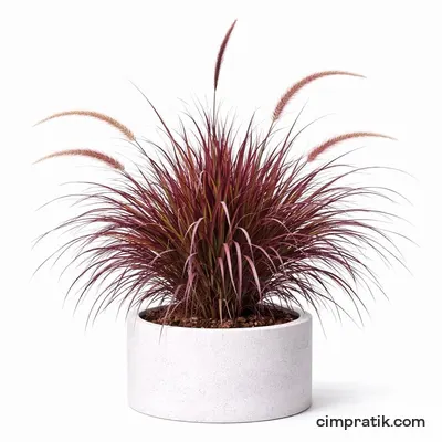 Bordo Pennisetum - Pennisetum Setaceum 'Rubrum'