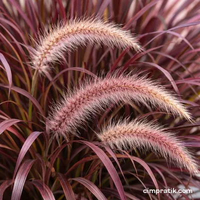 Bordo Pennisetum - Pennisetum Setaceum 'Rubrum' - 2