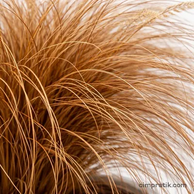 Bronz Kareks (Carex comans 'Bronze')