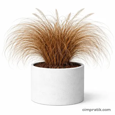 Bronz Kareks (Carex comans 'Bronze') - 3
