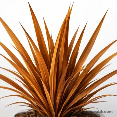 Bronz Yeni Zelanda Keteni (Phormium tenax 'Baby Bronze')