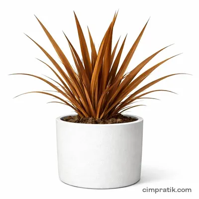 Bronz Yeni Zelanda Keteni (Phormium tenax 'Baby Bronze') - 3