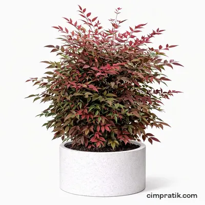Cennet Bambusu - Nandina Domestica