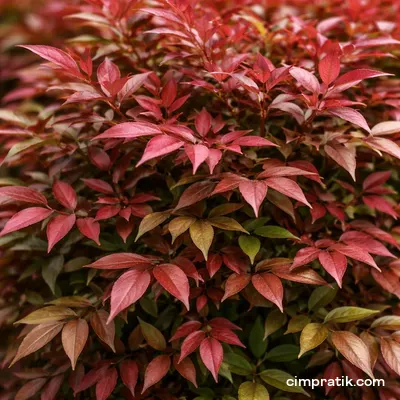 Heavenly Bamboo - Nandina Domestica - 2