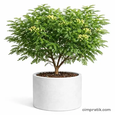 Çin Biberi (Zanthoxylum piperitum) - 3