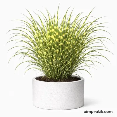 Çizgili Çin Kılıçotu - Miscanthus Sinensis 'Zebrinus'