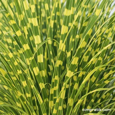 Çizgili Çin Kılıçotu - Miscanthus Sinensis 'Zebrinus' - 2