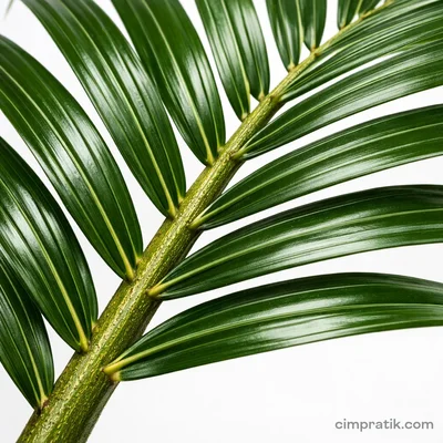 Cocos Palm (Queen Palm) - 2