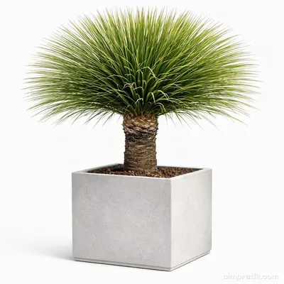 Desert Spoon - Dasylirion Serratifolium