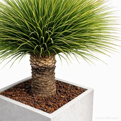 Desert Spoon - Dasylirion Serratifolium - 2