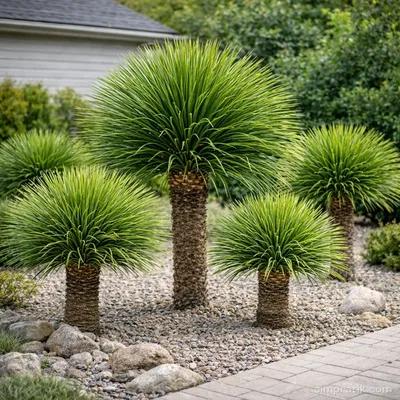 Desert Spoon - Dasylirion Serratifolium - 3