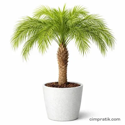 Cüce Hurma (Phoenix roebelenii) - 3