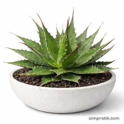 Dağ Agavesi (Agave montana) - 3