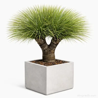Multi Head Desert Spoon - Dasylirion Serratifolium