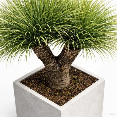 Multi Head Desert Spoon - Dasylirion Serratifolium - 2