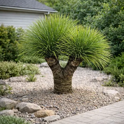 Multi Head Desert Spoon - Dasylirion Serratifolium - 3