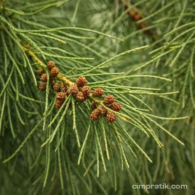 She-Oak