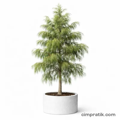 Demir Ağacı (Casuarina equisetifolia) - 3
