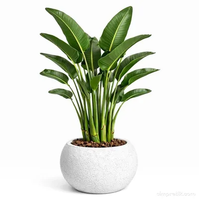 Dev Cennet Kuşu - Strelitzia Nicolai