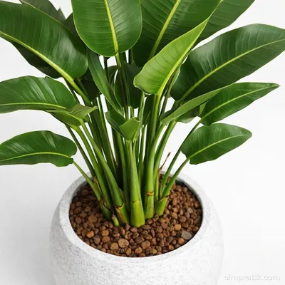 Dev Cennet Kuşu - Strelitzia Nicolai - 2