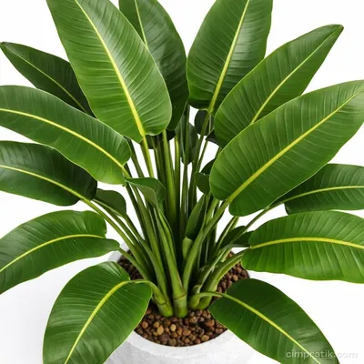 Dev Cennet Kuşu - Strelitzia Nicolai - 3