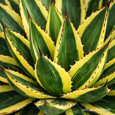 Quadricolor Agave (Agave lophantha 'Quadricolor')