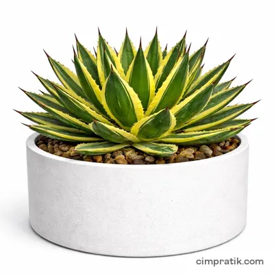 Quadricolor Agave (Agave lophantha 'Quadricolor') - 3