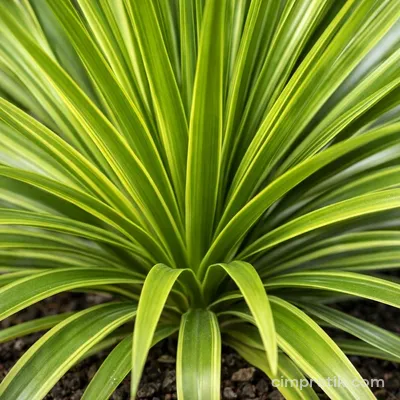 Drasena (Dracaena indivisa)