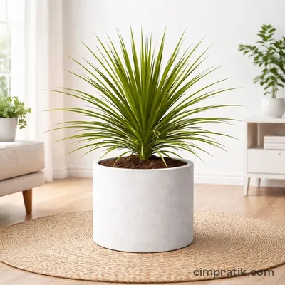 Drasena (Dracaena indivisa) - 2
