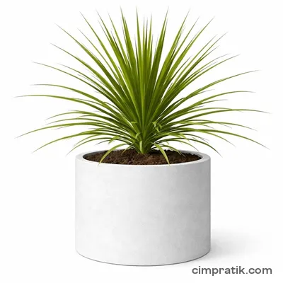 Drasena (Dracaena indivisa) - 3