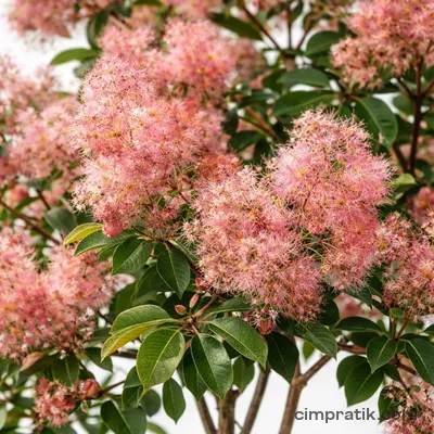 Duman Ağacı (Cotinus coggygria)