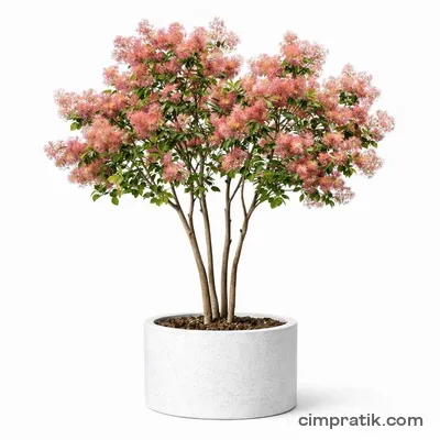 Smoke Tree (Cotinus coggygria) - 3