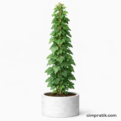 Duvar Sarmaşığı - Hedera Helix