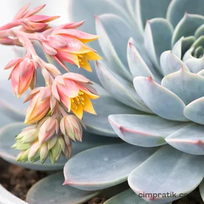 Eçeverya - Aşkın Gözyaşları (Echeveria secunda 'Glauca')