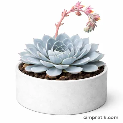Eçeverya - Aşkın Gözyaşları (Echeveria secunda 'Glauca') - 3