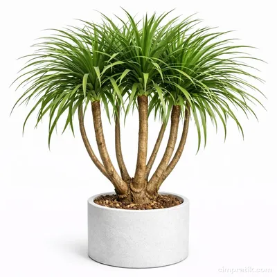 Dragon Tree - Dracaena Draco 'Multi'